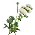 thumbnail image 1 of Blooming Silk Ranunculus Spray, Seashell, 26-Inch, 1 of 1