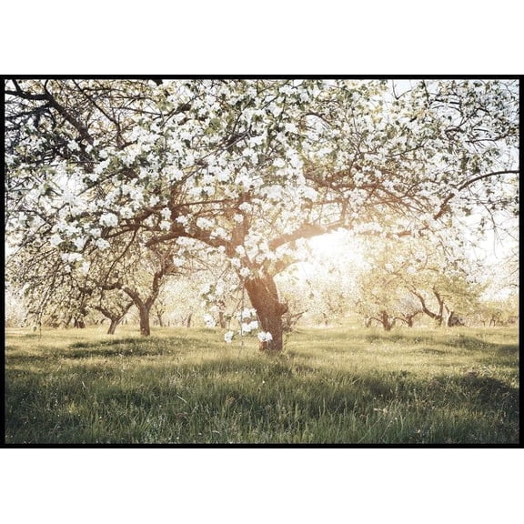 Blooming Trees In Sunlight Poster Wall Art, Modern Wall Decor For Living Room Bedroom, 8x12 UNFRAMED