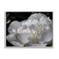 thumbnail image 1 of Blooming White Petals Photography Botanical & Floral Photograph Gray Framed Art Print Wall Art, 1 of 7
