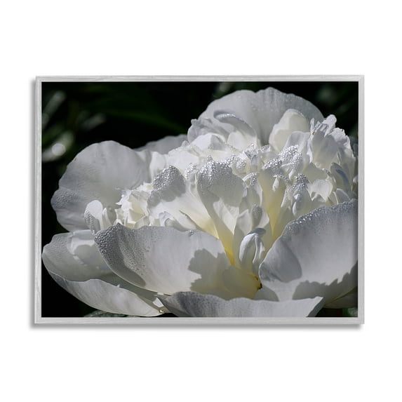 Blooming White Petals Photography Botanical & Floral Photograph Gray Framed Art Print Wall Art
