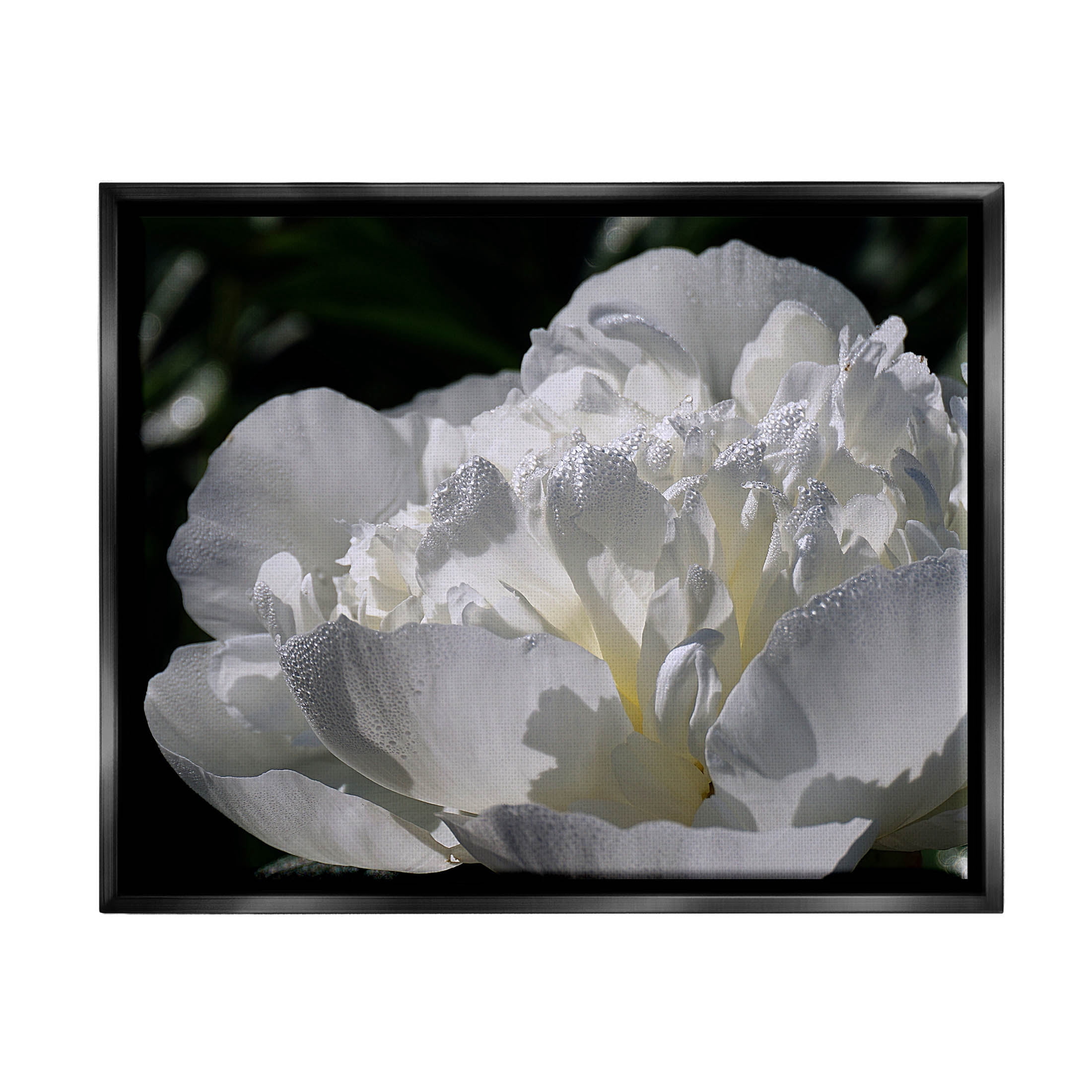 Blooming White Petals Photography Botanical & Floral Photograph Jet Black Framed Art Print Wall Art