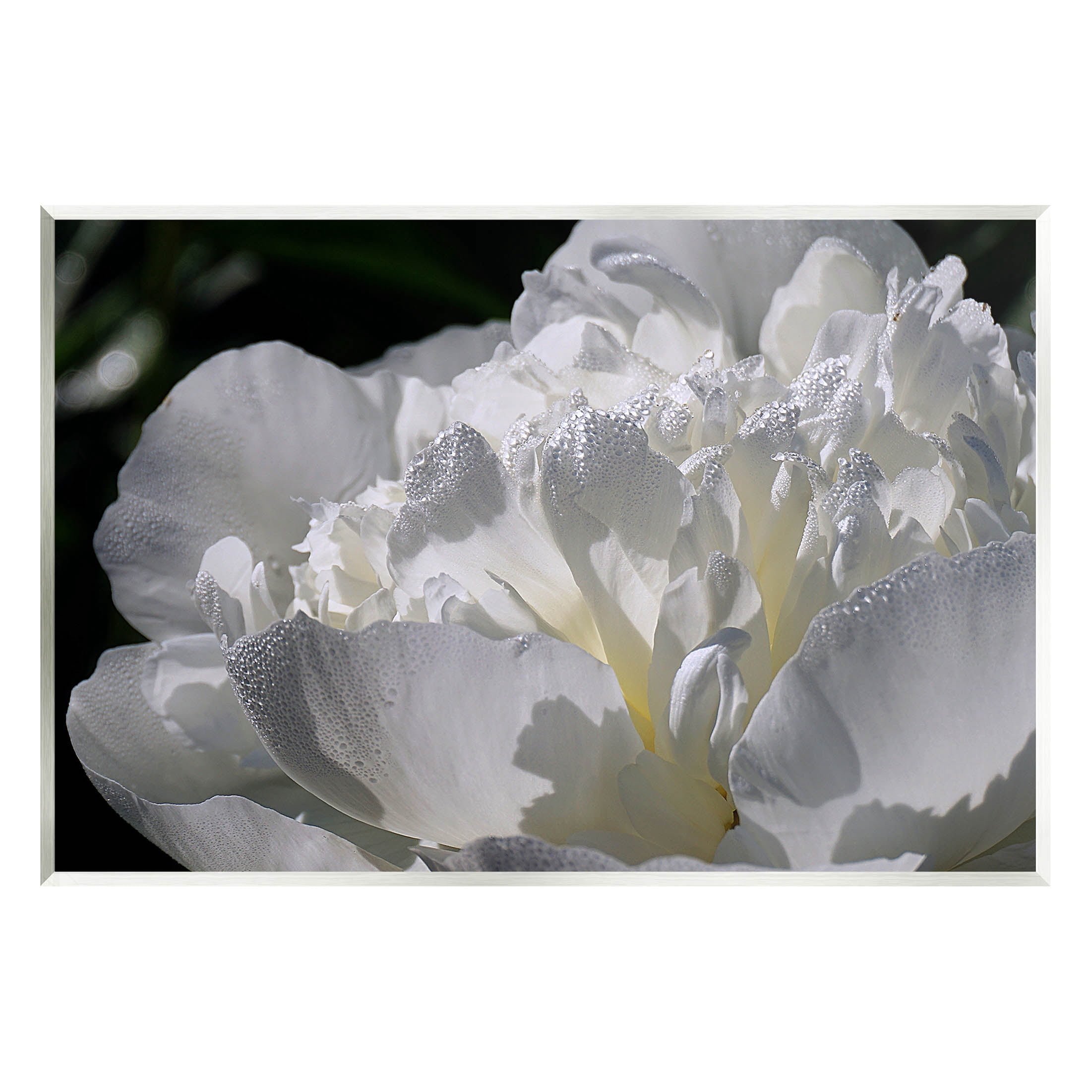 Blooming White Petals Photography Botanical & Floral Photograph Unframed Art Print Wall Art