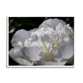 thumbnail image 1 of Blooming White Petals Photography Botanical & Floral Photograph White Framed Art Print Wall Art, 1 of 7