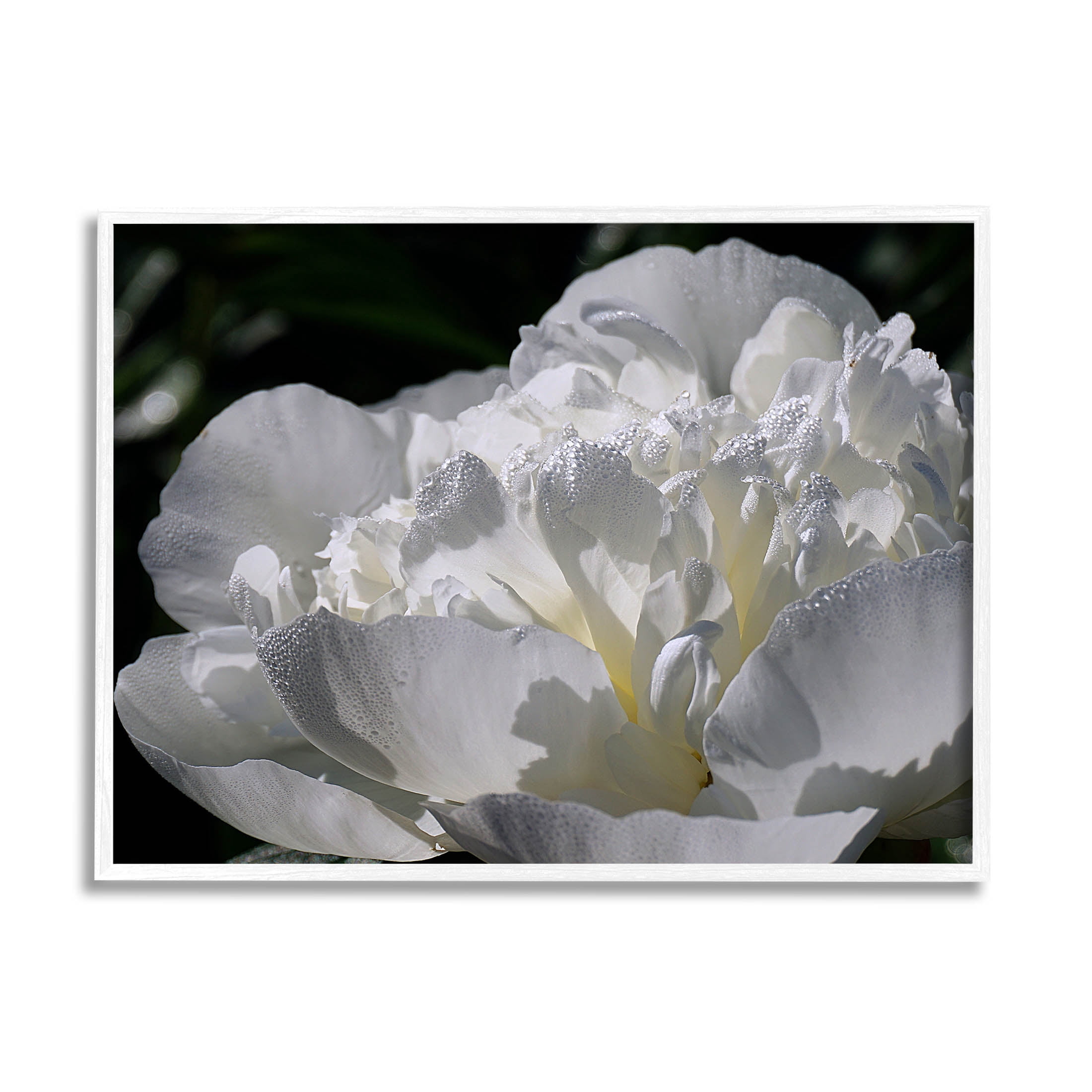 Blooming White Petals Photography Botanical & Floral Photograph White Framed Art Print Wall Art