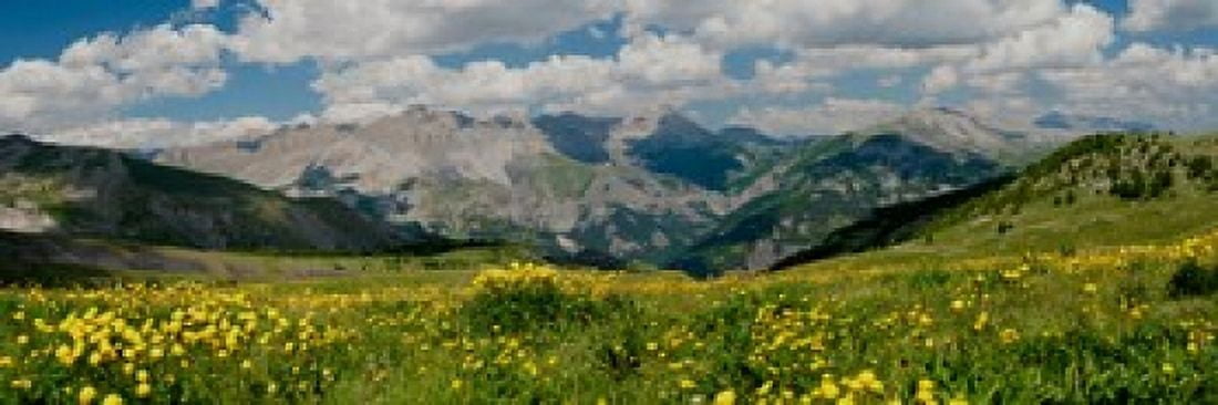 Blooming buttercup flowers in a field Champs Pass French Riviera France Canvas Art - Panoramic Images (18 x 6)