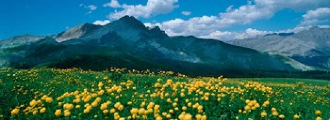 Blooming buttercup flowers in a field Champs Pass French Riviera France Canvas Art - Panoramic Images (18 x 7)