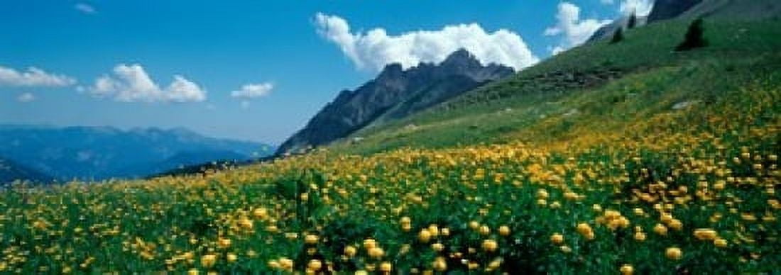 Blooming buttercup flowers in a field Champs Pass French Riviera France Canvas Art - Panoramic Images (18 x 7)