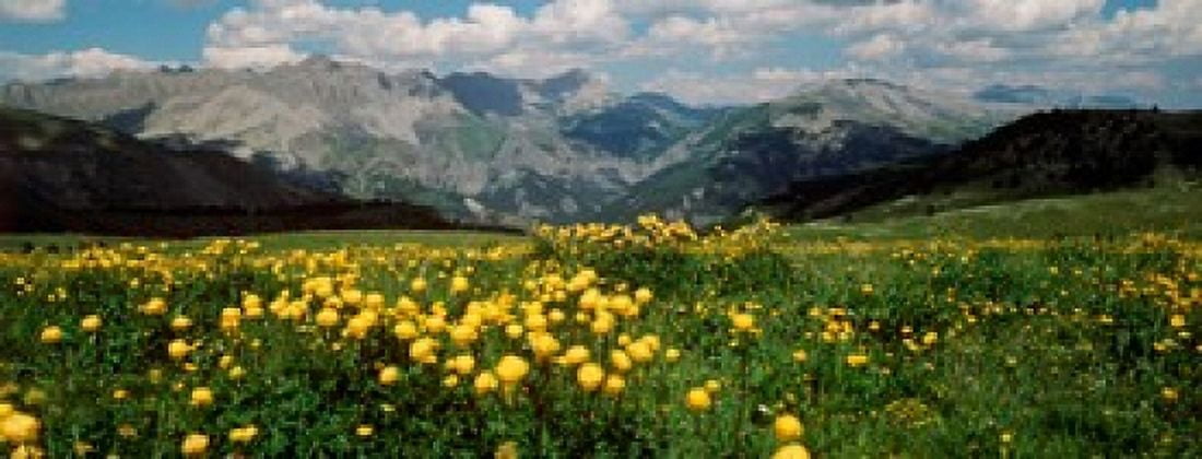 Blooming buttercup flowers in a field Champs Pass French Riviera France Canvas Art - Panoramic Images (30 x 12)
