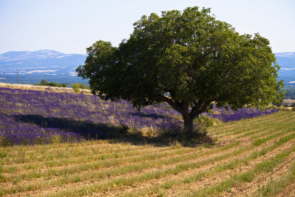 Blooming field of lavender (lavandula angustifolia) with mountains in the backgroundVaucluse provence france Canvas Art - Carlos Sanchez Pereyra Design Pics (38 x 24)