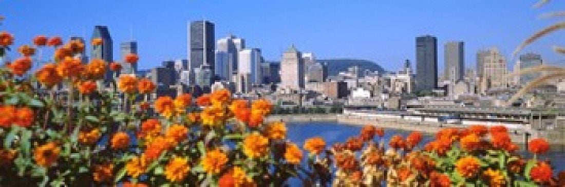 Blooming flowers with city skyline in the background Montreal Quebec Canada 2010 Canvas Art - Panoramic Images (18 x 6)