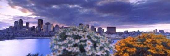Blooming flowers with city skyline in the background Montreal Quebec Canada 2010 Canvas Art - Panoramic Images (36 x 12)