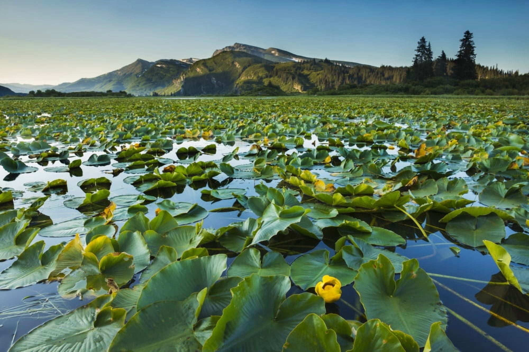 Blooming lily pads cover the surface of Silver Salmon Lake in Lake Clark National Park & Preserve Alaska Canvas Art - Carl Johnson Design Pics (38 x 24)