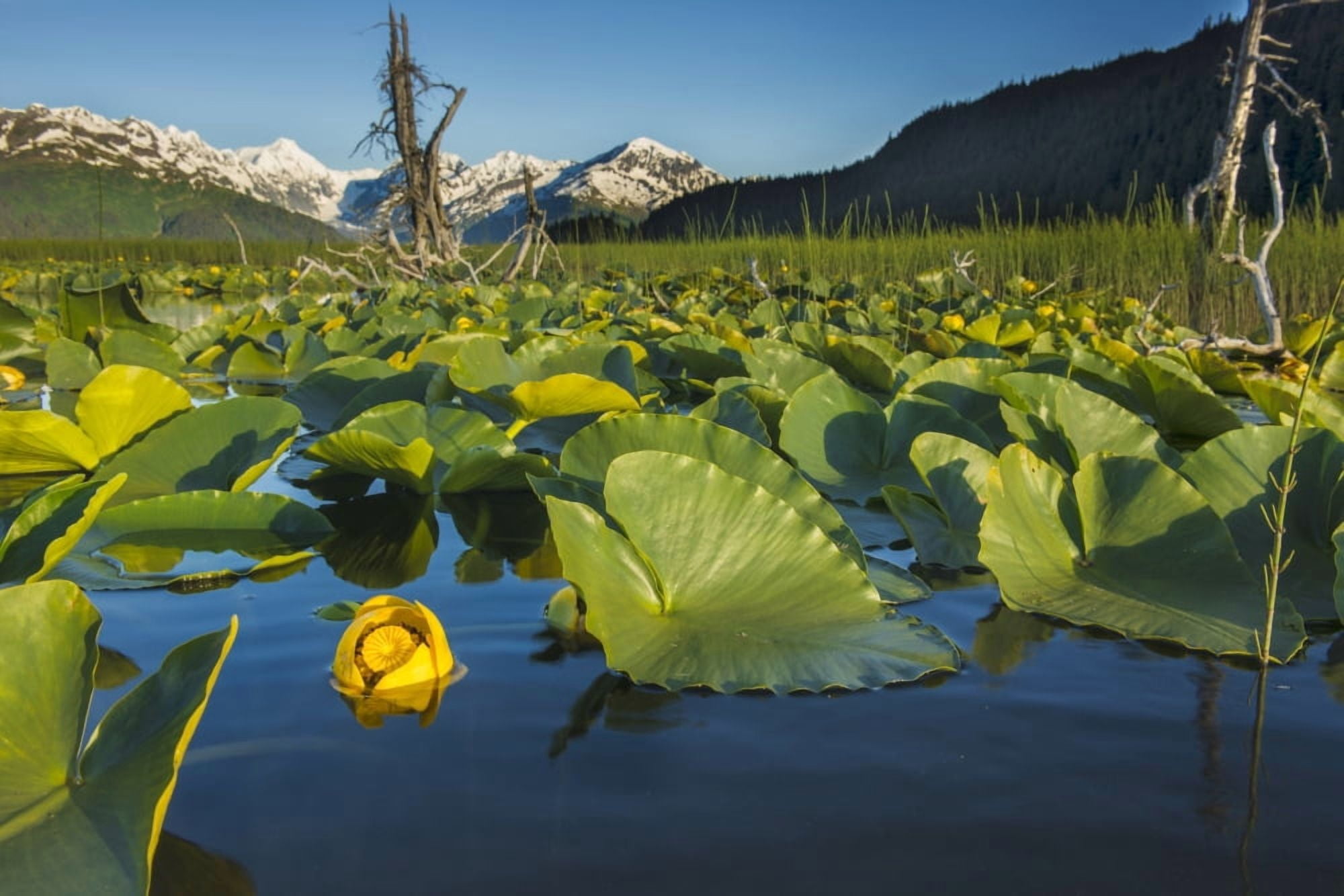 Blooming lily pads near Placer Valley along Turnagain Arm Southcentral Alaska summer Canvas Art - Carl Johnson Design Pics (38 x 24)