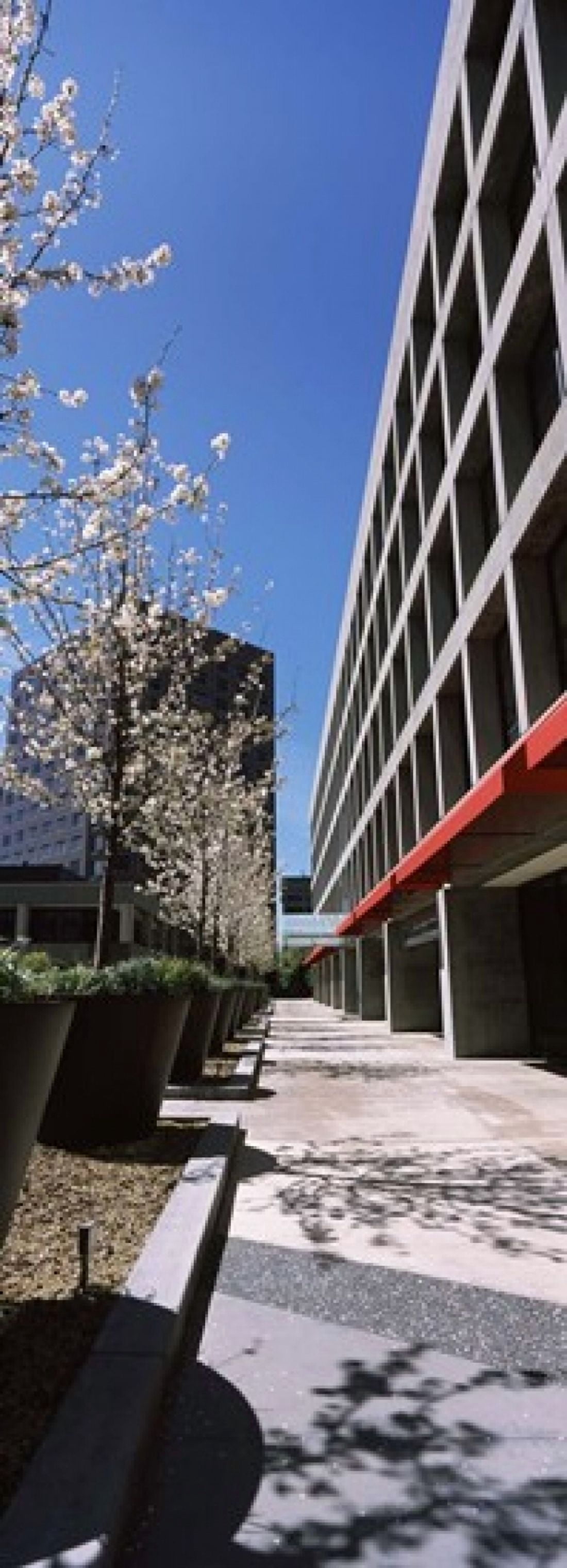 Blooming tree in the business district Downtown San Jose San Jose Santa Clara County California USA Canvas Art - Panoramic Images (36 x 13)