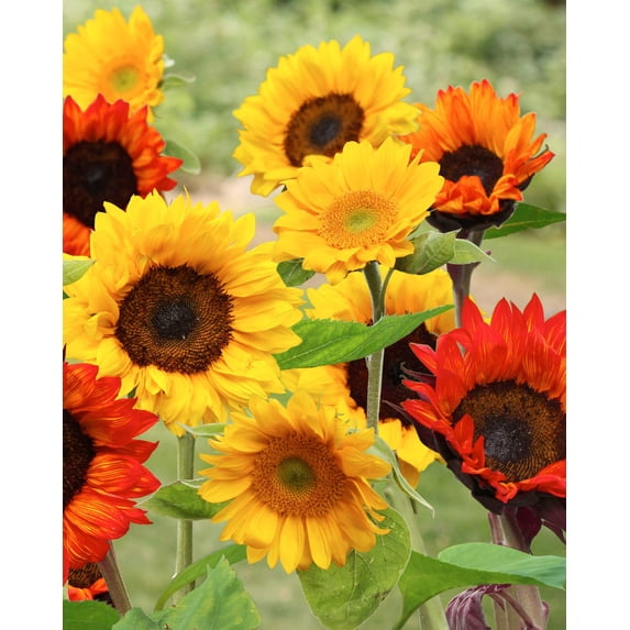 BloomingBulb Seed Mat - Easy to Plant and Grow Garden Seeds - Creates Fragrant, Vibrant Flower Garden – Customizable Flower Beds- Sunflower