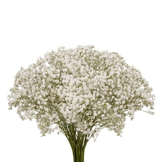 120 Stems of Baby's Breath