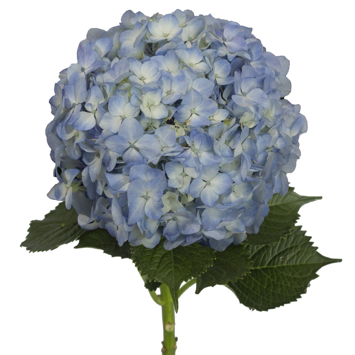 Bloomingmore - Blue Hydrangeas Fresh Flowers, 15 Stems
