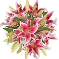 thumbnail image 1 of Bloomingmore 20 Oriental Pink Lilies, Fresh Cut, 1 of 4