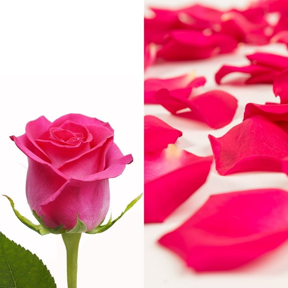 Bloomingmore 75 Stems Hot Pink Roses with Bloomingmore Farm-Direct Roses and Petals