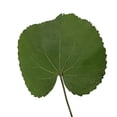 thumbnail image 1 of Bloomingmore Everyday Greenery Galax Leaves - Fresh Cut - 150 Stems, 1 of 7