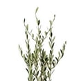 thumbnail image 1 of Bloomingmore Everyday Greenery Olive Branch - Fresh Cut - 150 Stems, 1 of 6