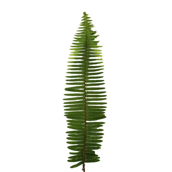 Bloomingmore Everyday Greenery Sword Fern - Farm Direct Fresh Cut Flowers - 150 Stems