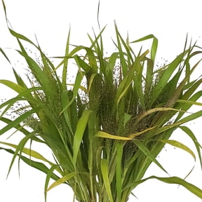 Bloomingmore - Explosion Grass Fresh Flowers, 10 Bunches