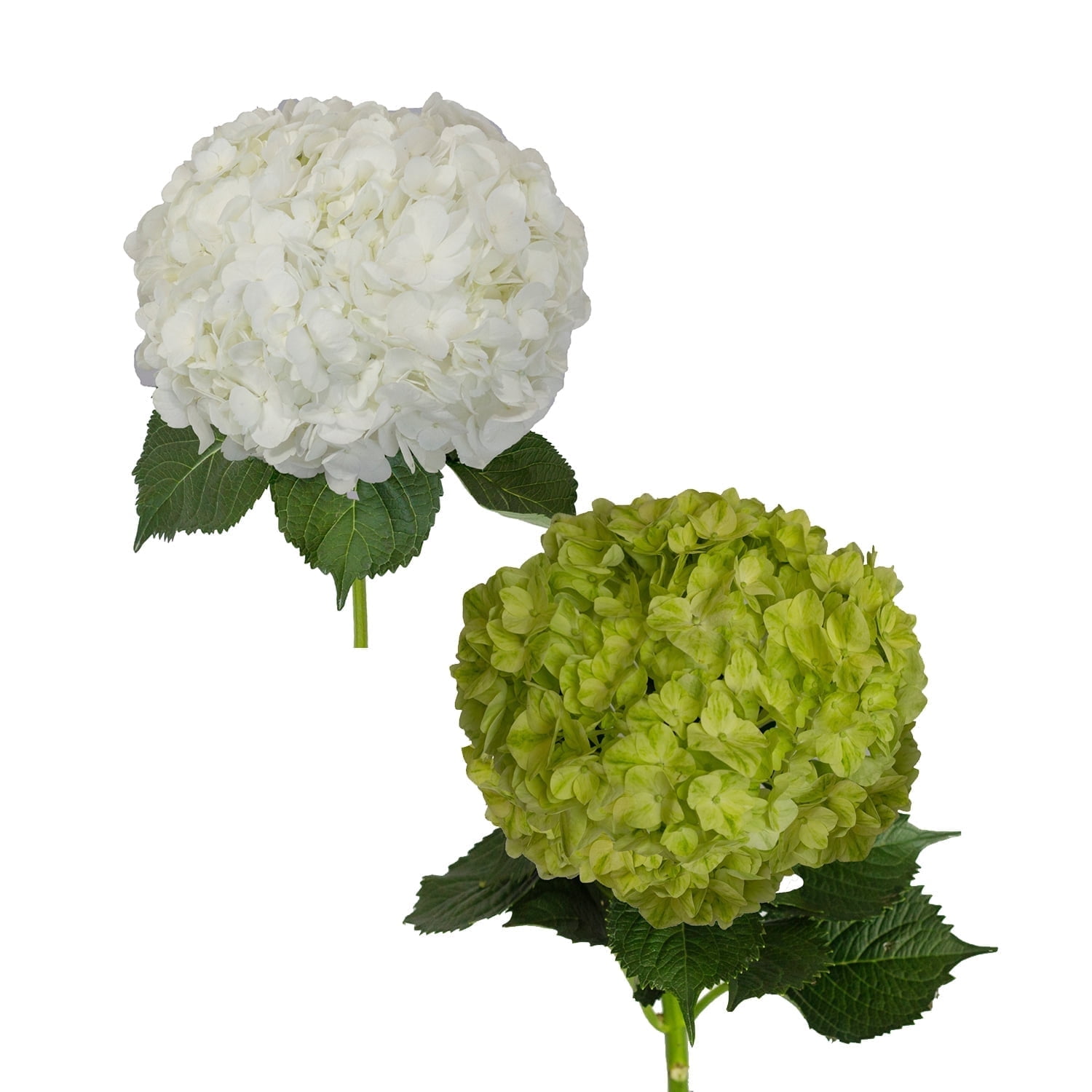 Bloomingmore Fresh Cut Flowers, 30 Hydrangeas White