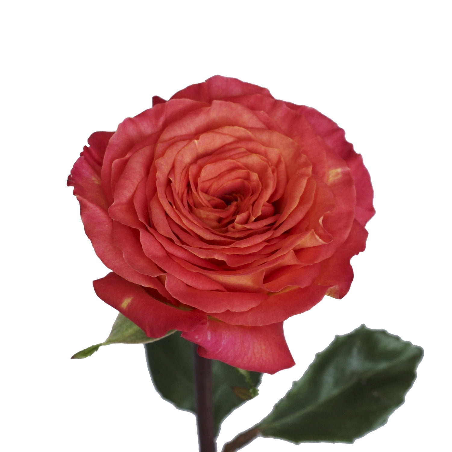 Garden Rose Free Spirit 36 Stems of Orange Farm Direct Fresh