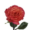 thumbnail image 1 of Bloomingmore Fresh Cut Flowers, 36 Count Orange Roses, Live Plants, 1 of 6