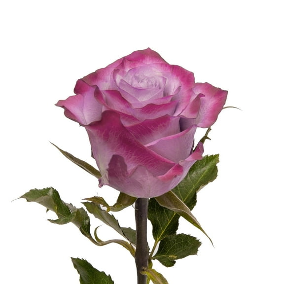 Bloomingmore Fresh Cut Flowers, 50 Stems Purple Roses