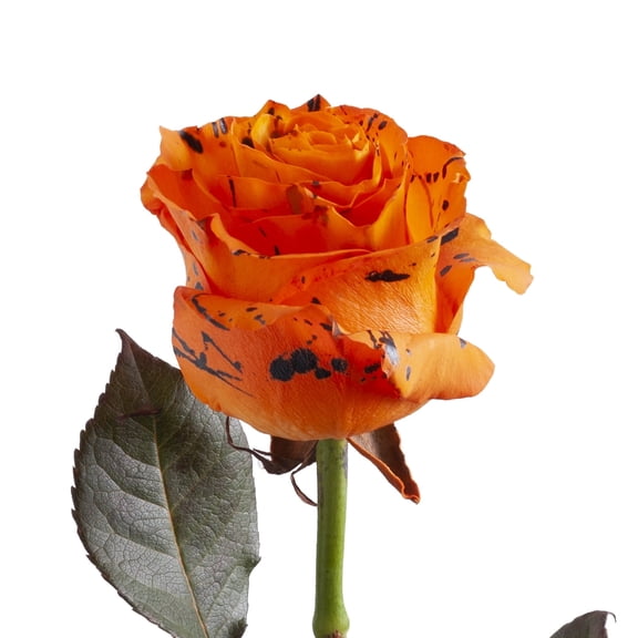 Bloomingmore, Fresh Cut Flowers, Painted Mystery Confetti Roses - 50 cm ...