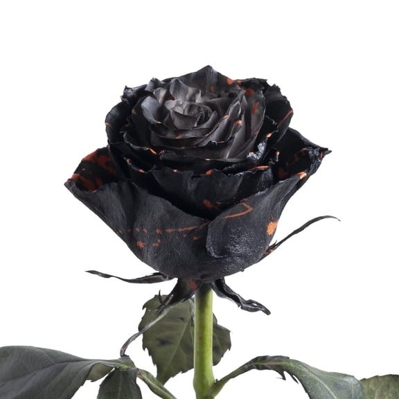 Bloomingmore, Fresh Cut Flowers, Painted Ice Cream Confetti Roses - 50 ...