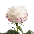 Bloomingmore, Fresh Cut Flowers, Painted Ice Cream Confetti Roses - 50 ...