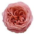 thumbnail image 1 of Bloomingmore Pink Garden Roses, 36 Count, Premium-Quality Flowers, 1 of 5
