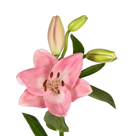 Bloomingmore - Pink LA Hybrid Lilies Fresh Flowers, 80 Stems
