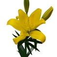 thumbnail image 1 of Bloomingmore - Sundew LA Hybrid Lilies Fresh Flowers, 80 Stems, 1 of 5