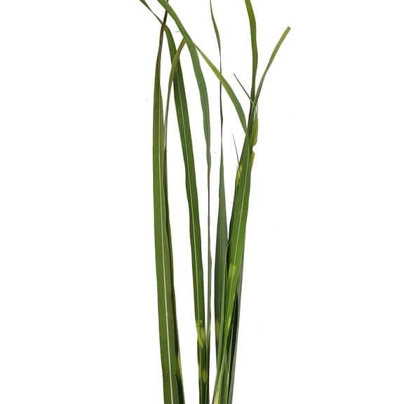 Bloomingmore - Zebra Grass Fresh Flowers, 5 Bunches