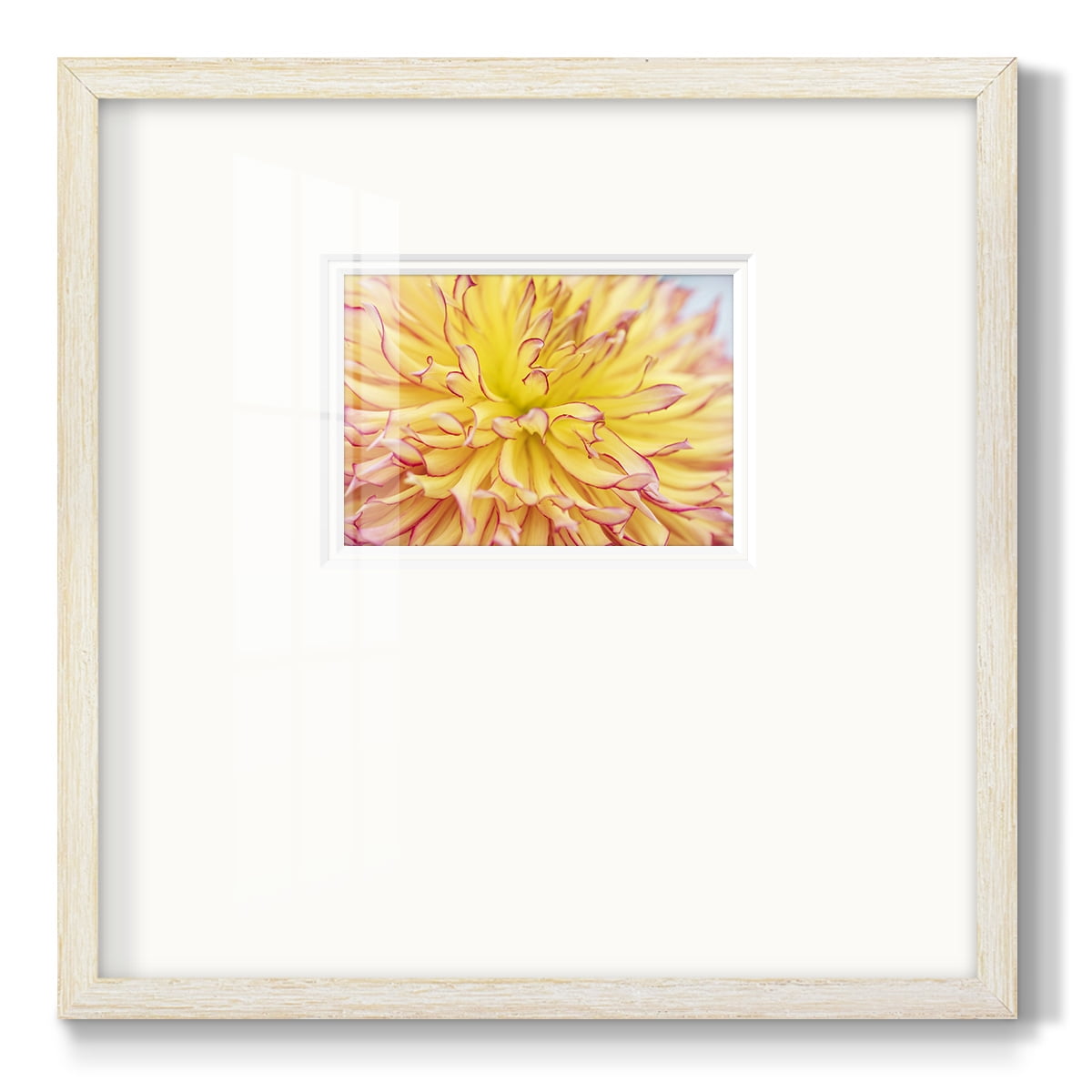Blooms IIIPremium Framed Print