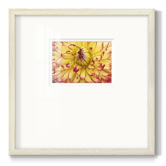 Blooms IIPremium Framed Print