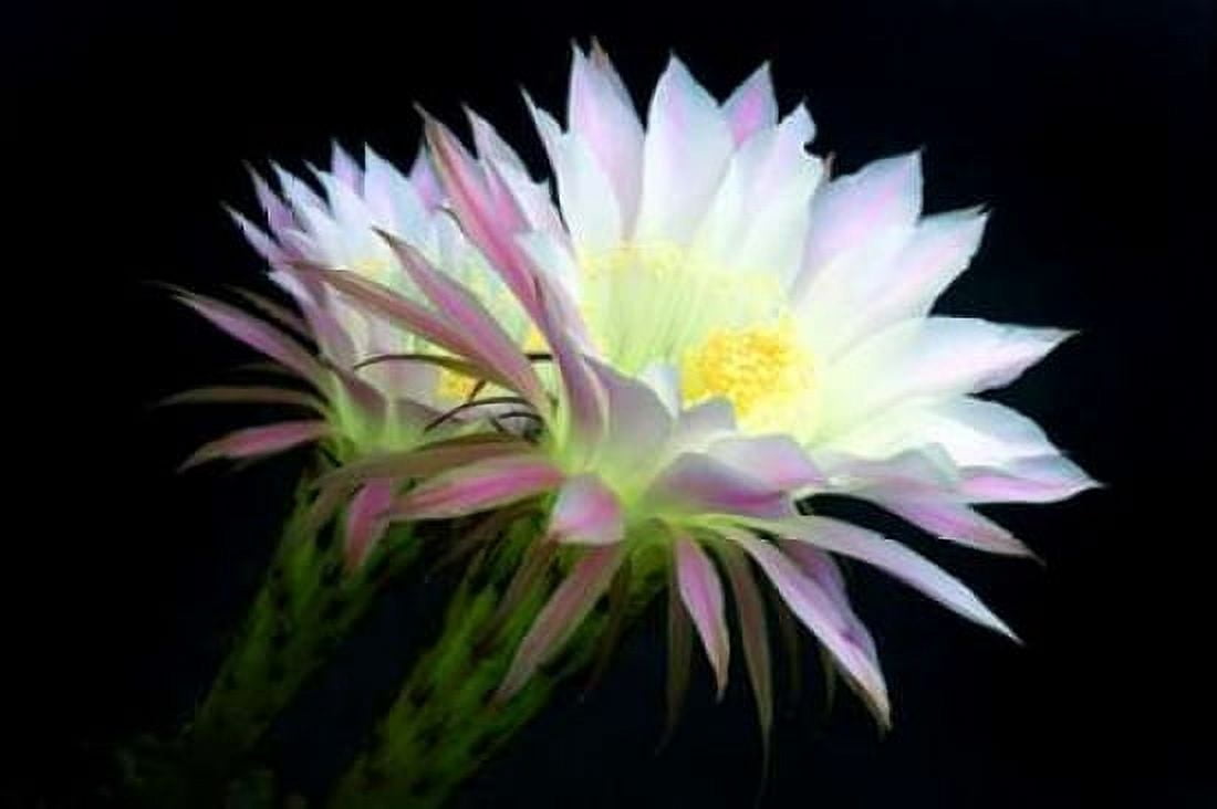 Blooms at Dawn Canvas Art - Douglas Taylor (24 x 36)