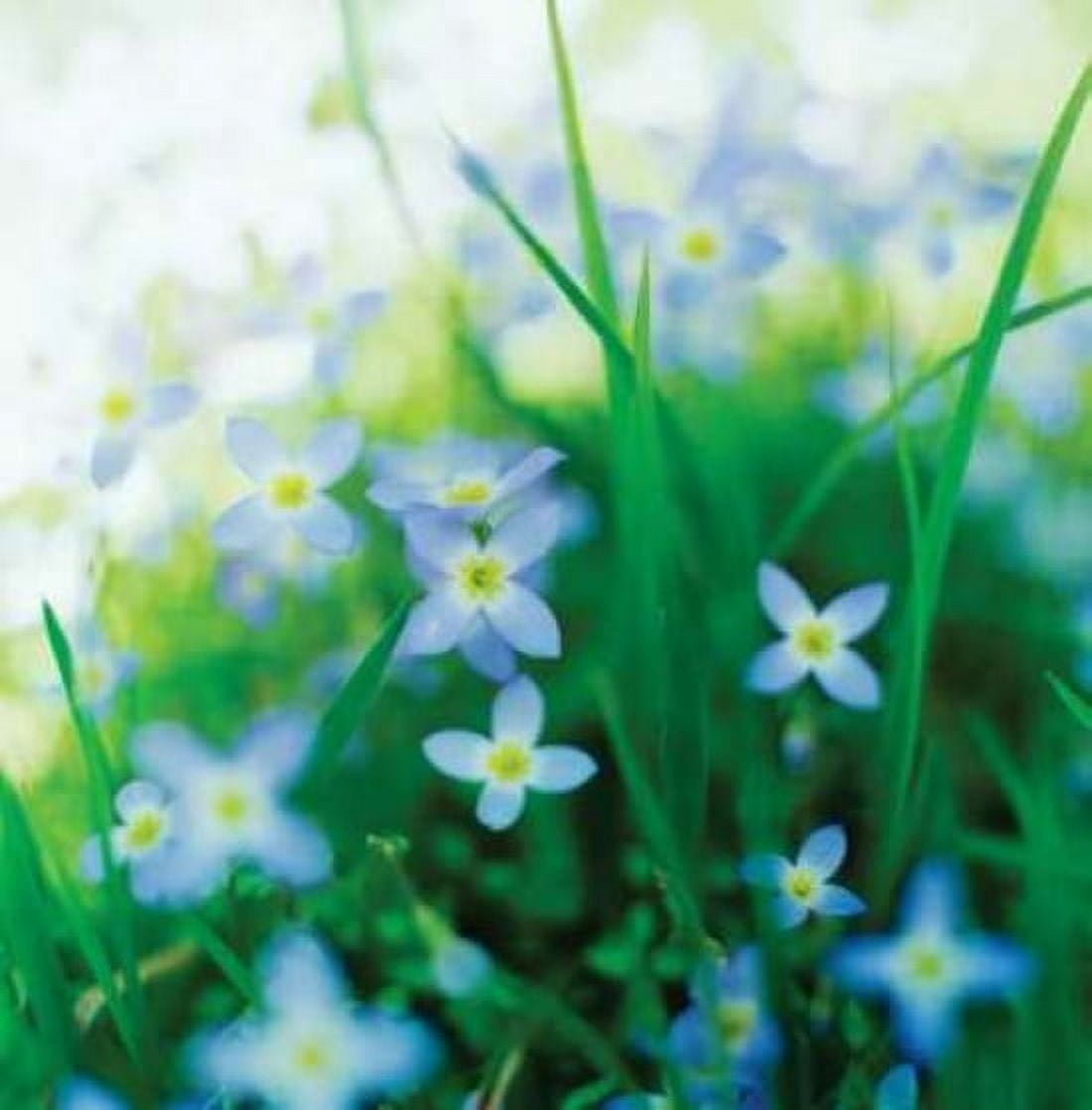 Blooms in Spring I Canvas Art - Bob Stefko (24 x 24)