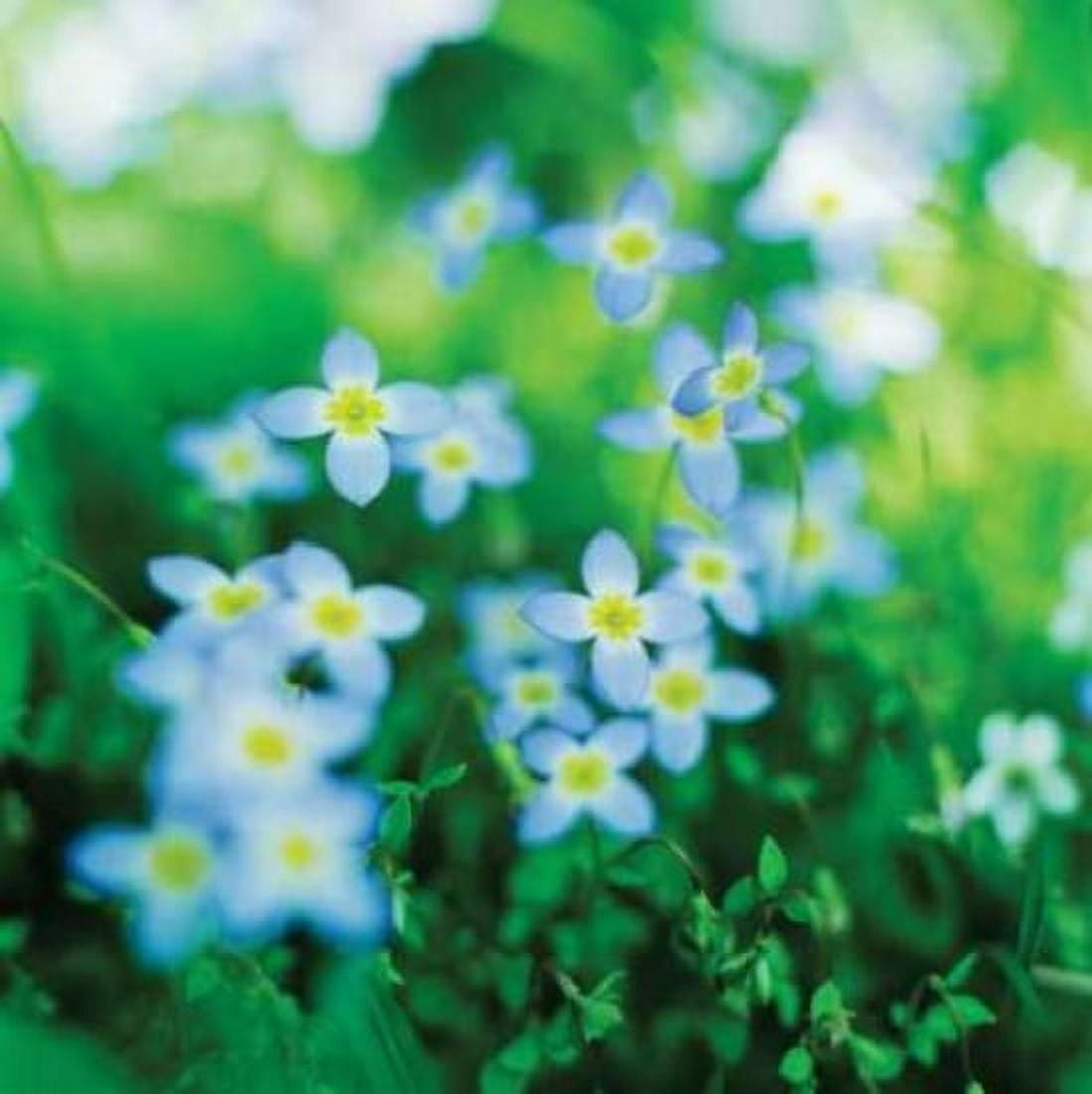 Blooms in Spring II Canvas Art - Bob Stefko (24 x 24)