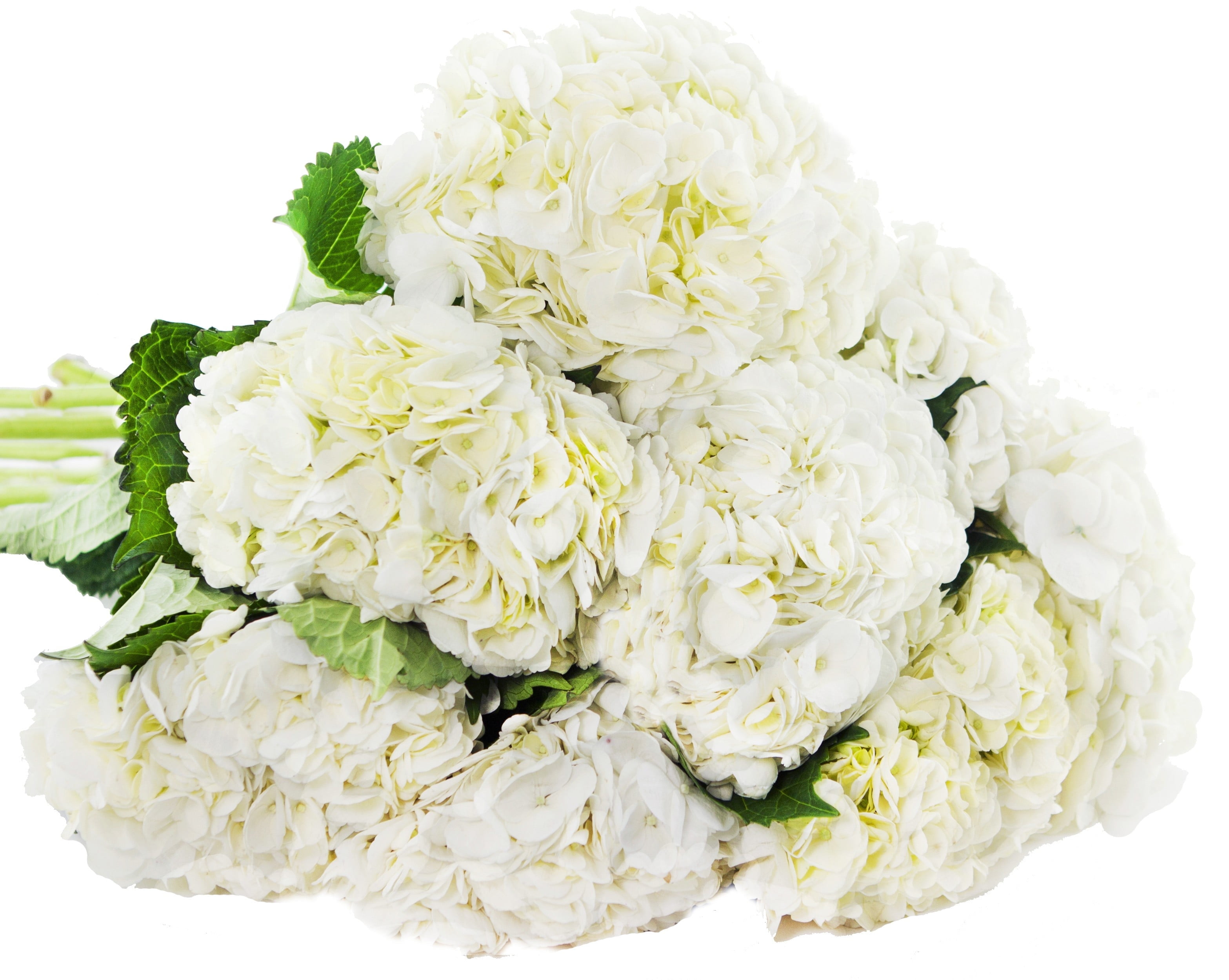 Blooms2Door 30 White Hydrangeas (Farm-Fresh, Naturally Colored)