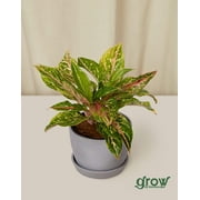 Bloomscape Live Potted Indoor 8in. Tall Aglaonema Jazzed Gems; Low Maintenance Plant in 6in. EcoPot