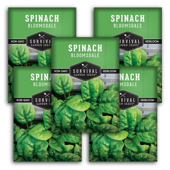 Bloomsdale Spinach Seeds - 5 Pack - Non-GMO Heirloom Full Sun Annual Vegetable