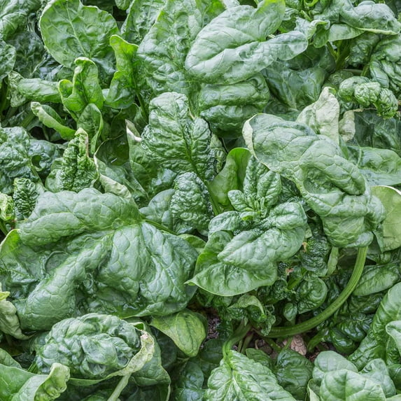 Bloomsdale Spinach Seeds - Long Standing - 8 g Packet - Heirloom, Non-GMO Gardening Seeds - Microgreens and Salad Garden