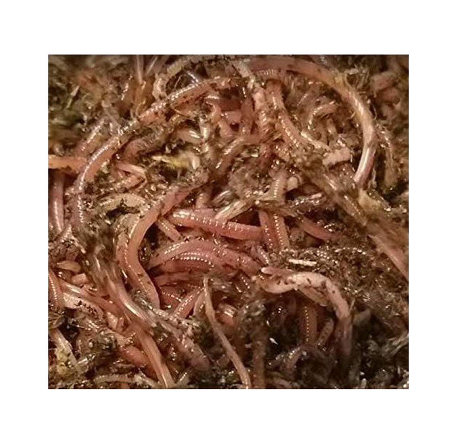 BloomsnBuds 200 Red Wiggler Worms