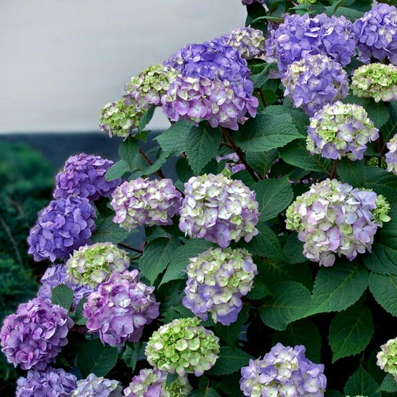 Bloomstruck Bigleaf Hydrangea-Colorful Blooms for Your Garden 3 Gallon