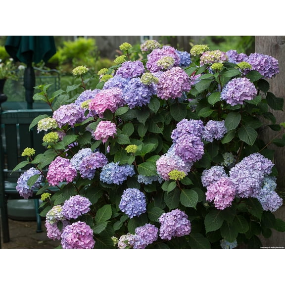 Bloomstruck Endless Summer Hydrangea - 3 Gallon Shrub